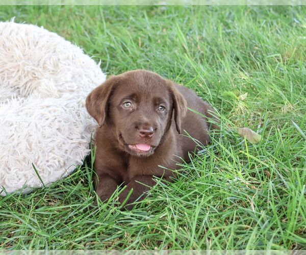 Medium Photo #9 Labrador Retriever Puppy For Sale in SYRACUSE, IN, USA