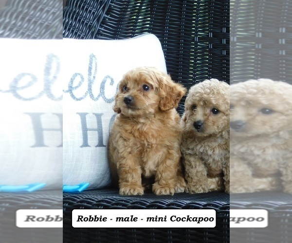 Medium Photo #2 Cock-A-Poo Puppy For Sale in CLARKRANGE, TN, USA