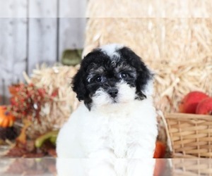 Poochon Puppy for sale in MOUNT VERNON, OH, USA