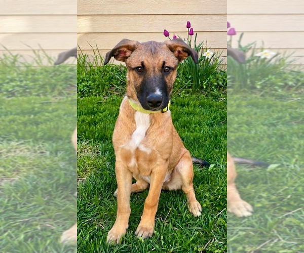 Medium Photo #7 Mutt Puppy For Sale in Genesee, WI, USA