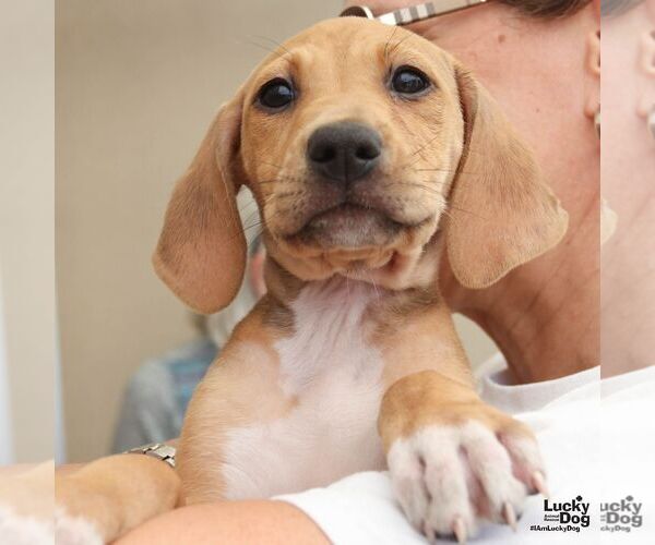 Medium Photo #2 Retriever -Unknown Mix Puppy For Sale in Washington, DC, USA