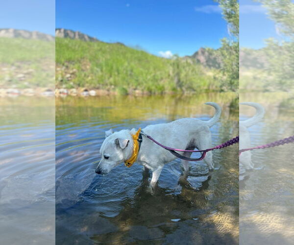 Medium Photo #3 Chow Chow-Unknown Mix Puppy For Sale in Aurora, CO, USA