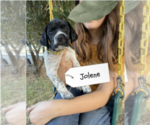 Puppy Jolene Pointer