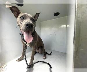 American Pit Bull Terrier Dogs for adoption in Houston, TX, USA