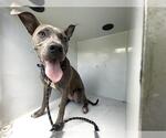 Small American Pit Bull Terrier