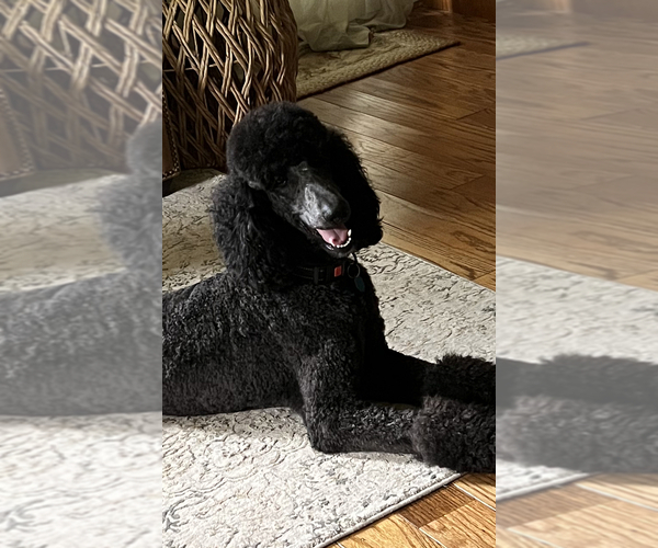 Medium Photo #1 Poodle (Standard) Puppy For Sale in DOBSON, NC, USA