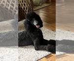 Small Photo #1 Poodle (Standard) Puppy For Sale in DOBSON, NC, USA