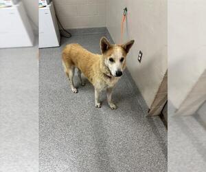 Siberian Husky-Unknown Mix Dogs for adoption in Pasadena, TX, USA