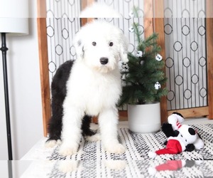 Old English Sheepdog Puppy for sale in NAPLES, FL, USA