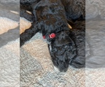 Small Photo #4 Golden Mountain Doodle  Puppy For Sale in MONTVERDE, FL, USA