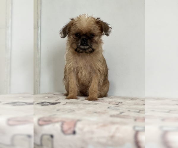 Medium Photo #5 Brussels Griffon Puppy For Sale in NILES, MI, USA