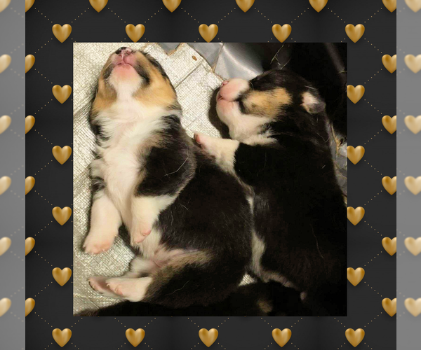 Medium Photo #13 Pembroke Welsh Corgi Puppy For Sale in LOGAN, NM, USA