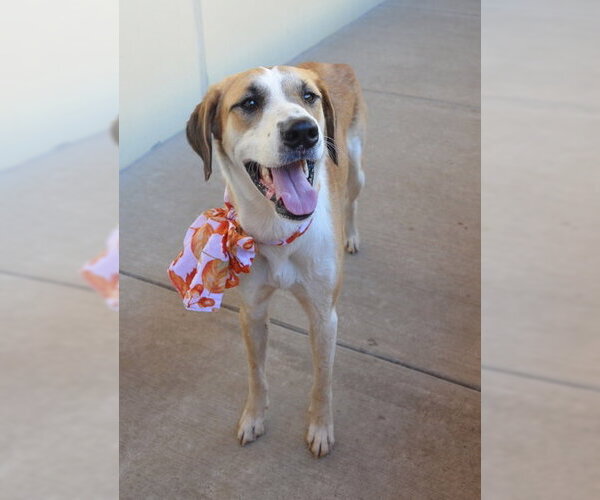 Medium Photo #3 Mutt Puppy For Sale in McKinney, TX, USA