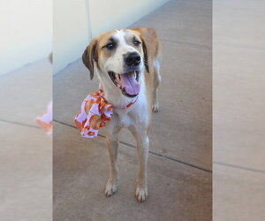 Pumpkin - Female Mutt Dog for Adoption - Photo #3