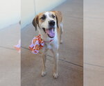 Small Photo #3 Mutt Puppy For Sale in McKinney, TX, USA
