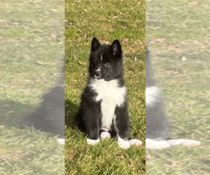 Russian European Laika Puppy for sale in CLACKAMAS, OR, USA