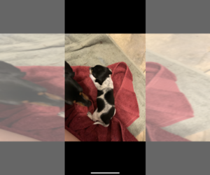 Dachshund Puppy for sale in SMYRNA, TN, USA