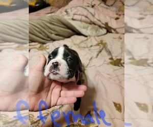 Boxer Puppy for sale in BENTONVILLE, VA, USA