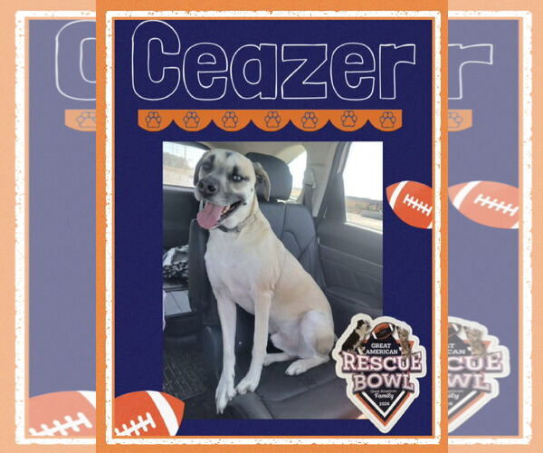 Medium Photo #1 Mastiff-Unknown Mix Puppy For Sale in Williamsburg, IA, USA