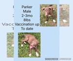 Small #4 Chocolate Labrador retriever-Whippet Mix