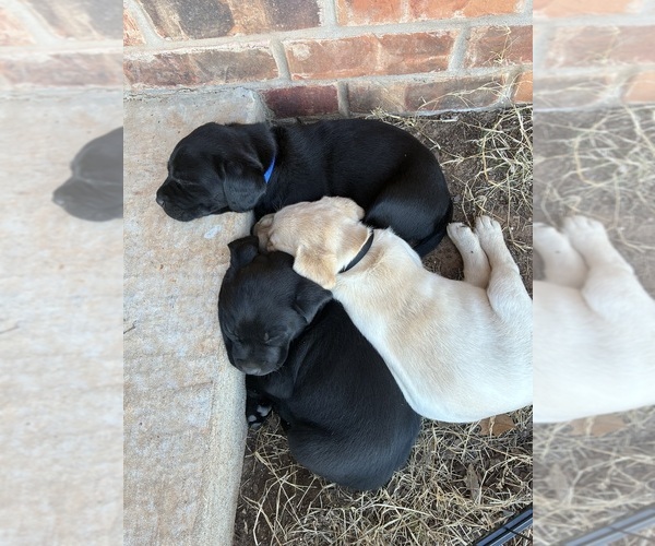 Medium Photo #2 Labrador Retriever Puppy For Sale in SHAWNEE, OK, USA