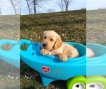 Small Photo #18 Golden Retriever Puppy For Sale in WARRENSBURG, MO, USA