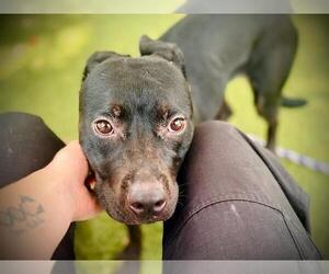 American Pit Bull Terrier Dogs for adoption in Orlando, FL, USA