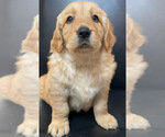 Small Golden Retriever