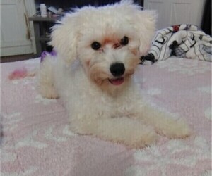 Mother of the Maltipoo (Miniature) puppies born on 10/28/2025