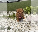 Small #4 English Bulldog