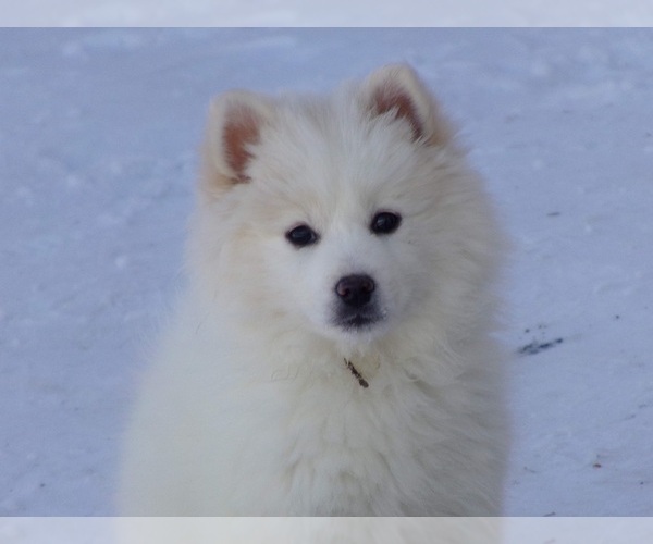 Medium Photo #1 Imo-Inu Puppy For Sale in DOWNER, MN, USA