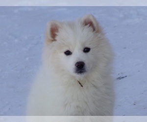 Imo-Inu Puppy for sale in DOWNER, MN, USA