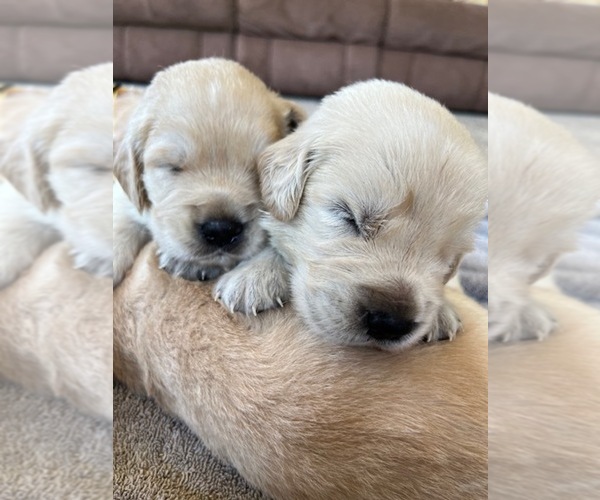 Medium Photo #5 Golden Retriever Puppy For Sale in BROAD BROOK, CT, USA