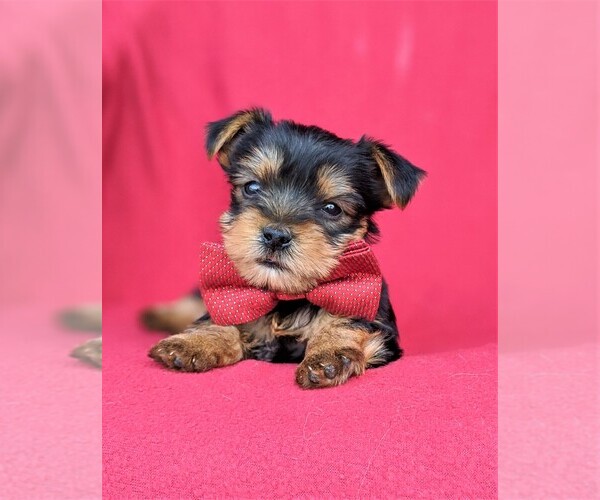 Medium Photo #6 Yorkshire Terrier Puppy For Sale in BIRD IN HAND, PA, USA
