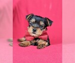 Small Photo #6 Yorkshire Terrier Puppy For Sale in BIRD IN HAND, PA, USA