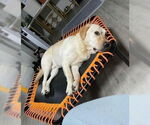 Small #4 Labrador Retriever