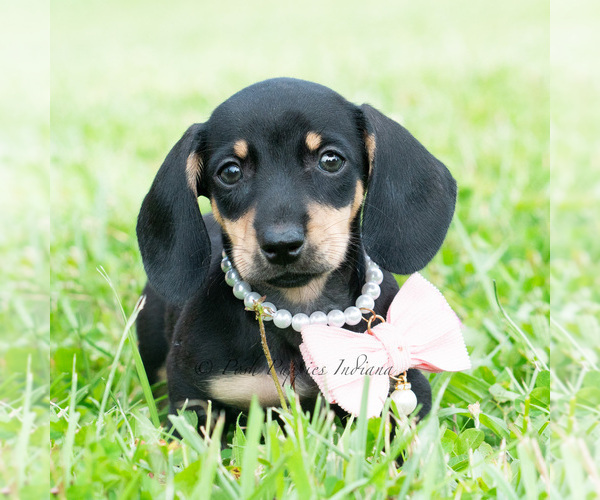 Medium Photo #17 Dachshund Puppy For Sale in WARSAW, IN, USA