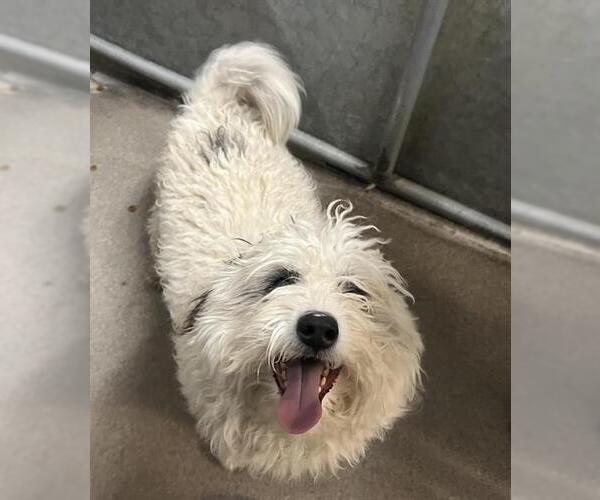 Medium Photo #1 Maltese-Unknown Mix Puppy For Sale in HESPERIA, CA, USA