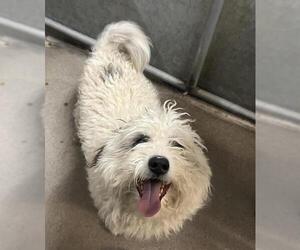 Maltese-Unknown Mix Dogs for adoption in HESPERIA, CA, USA
