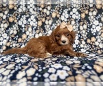 Small #6 Cockapoo (Miniature)
