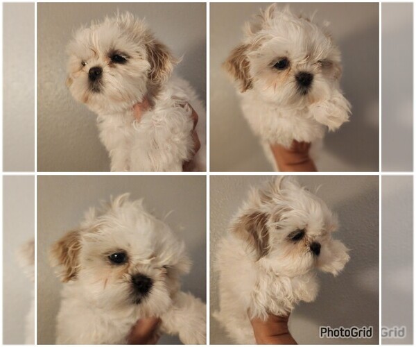 Medium Photo #3 Shih Tzu Puppy For Sale in WESLEY CHAPEL, FL, USA