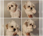 Small #2 Shih Tzu