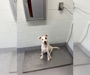 Unknown-Whippet Mix Dogs for adoption in Corpus Christi, TX, USA