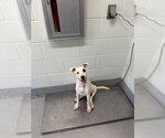 Small Whippet Mix