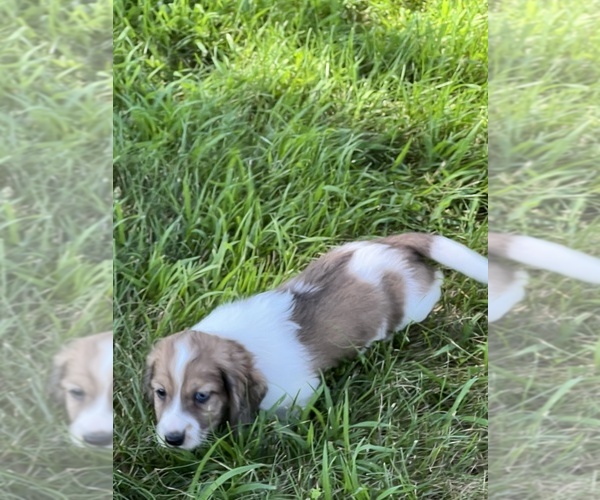 Medium Photo #5 Dachshund Puppy For Sale in NILES, MI, USA