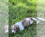 Small #4 Dachshund