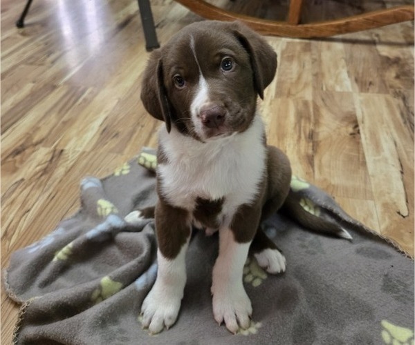 Medium Photo #2 Border-Aussie-German Shorthaired Pointer Mix Puppy For Sale in RICHLAND CENTER, WI, USA