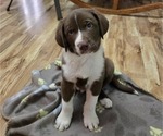 Puppy Puppy 1 Border-Aussie-German Shorthaired Pointer Mix