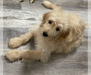 Goldendoodle Puppy for sale in JACKSON, MO, USA