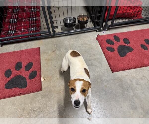 Medium Photo #3 Jack Russell Terrier-Unknown Mix Puppy For Sale in Spring Lake, NC, USA